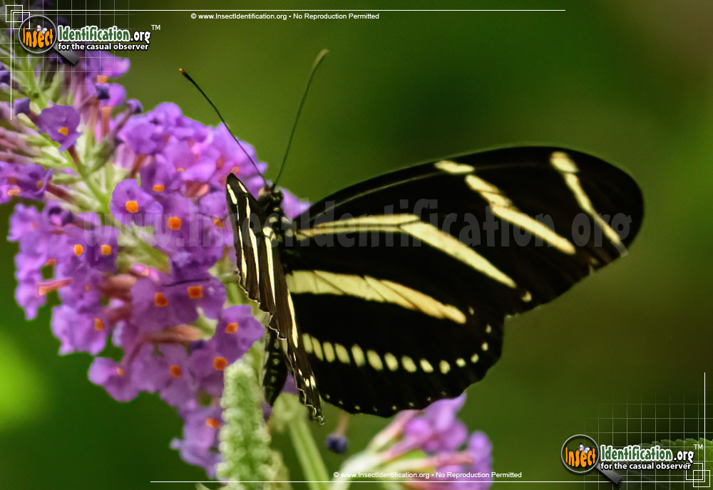 Full-sized image #4 of the Zebra-Longwing-Butterfly