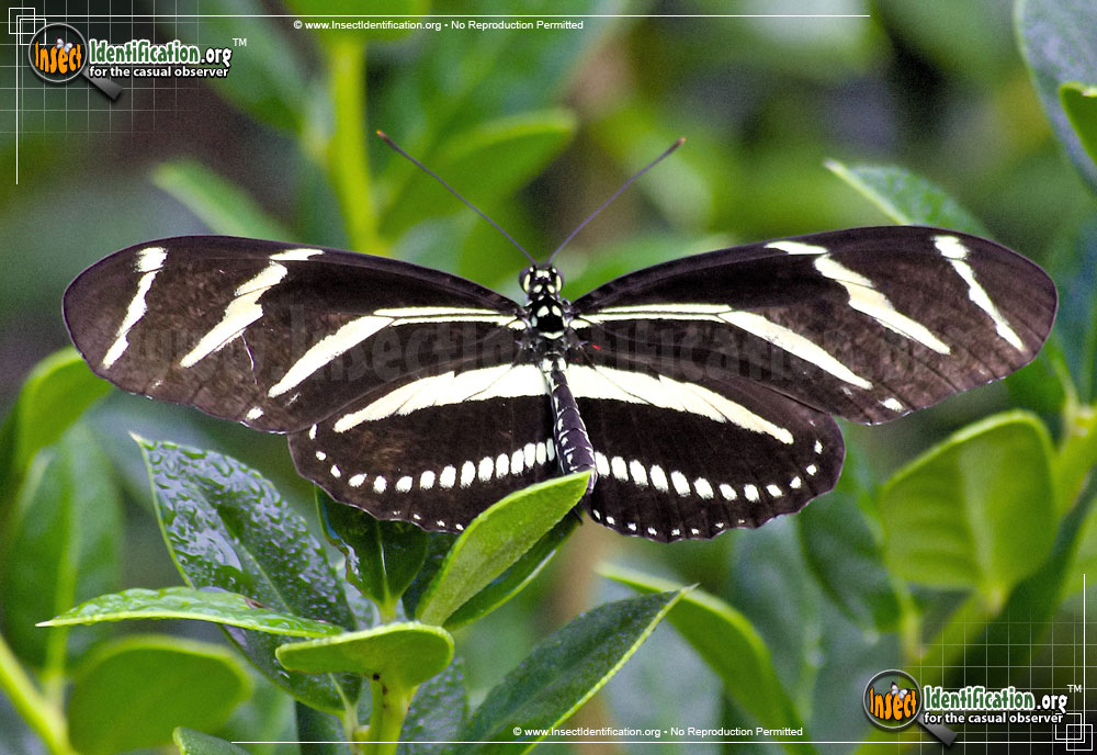 Full-sized image of the Zebra-Longwing-Butterfly