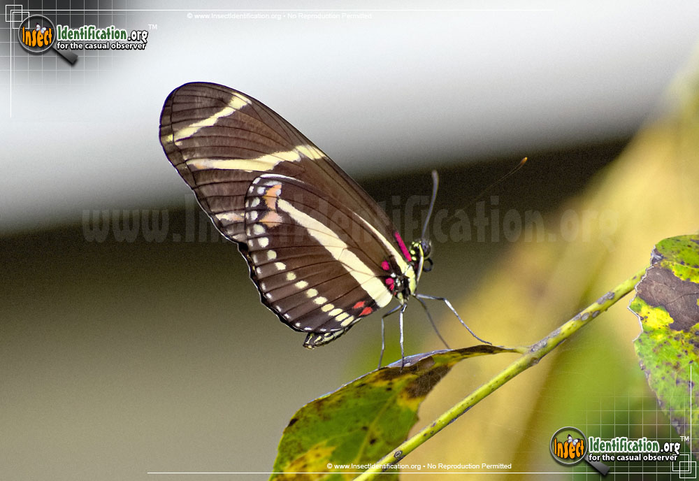 Full-sized image #7 of the Zebra-Longwing-Butterfly