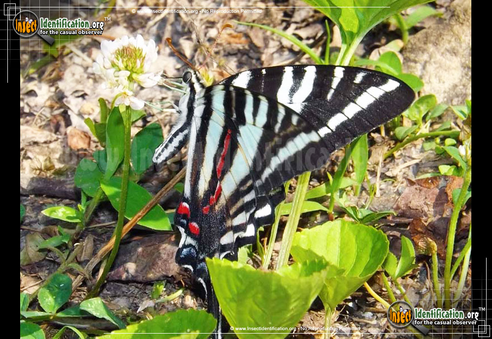 Full-sized image #5 of the Zebra-Swallowtail-Butterfly