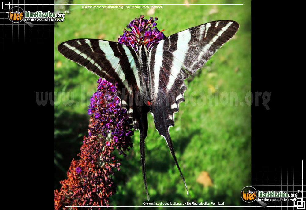 Full-sized image of the Zebra-Swallowtail-Butterfly