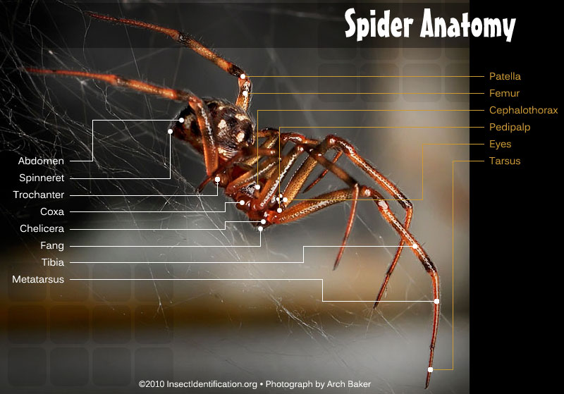 Anatomy of a spider detailed with names and arrows