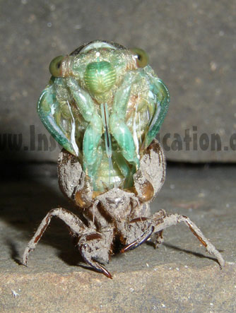 Cicada Molting Stage 1