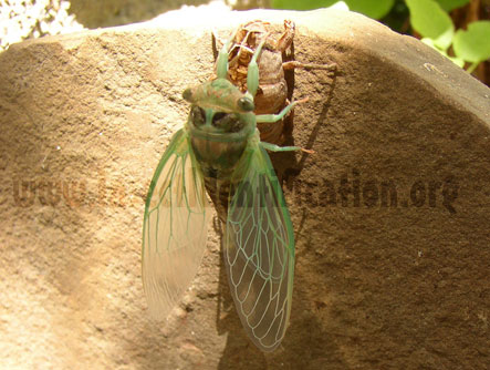 Cicada Molting Stage 3