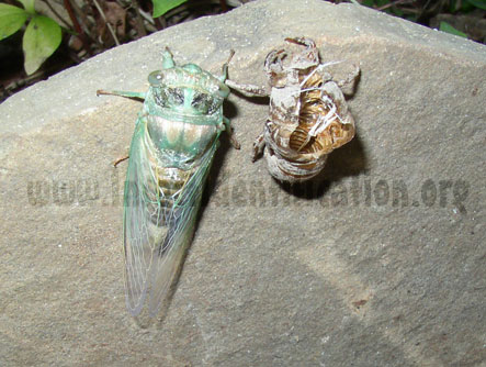 Cicada Molting Stage 4