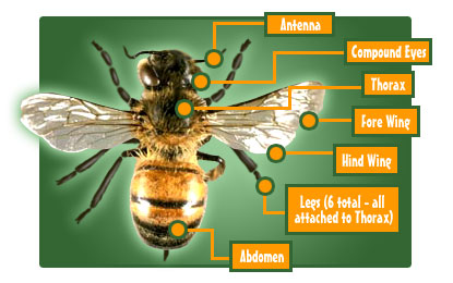 Anatomy of a honey bee with parts labeled