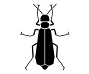 Silhouette image of a beetle insect