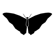 Silhouette image of a butterfly