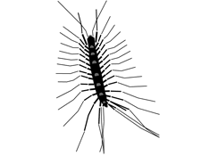 Silhouette image of House Centipede