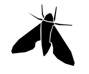 Silhouette image of a moth