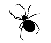 Silhouette image of a spider insect