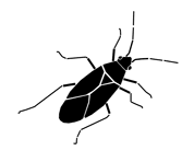 Silhouette image of a box elder bug