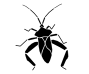 Silhouette image of a leaf-footed bug