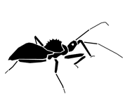 Silhouette image of an assassin bug
