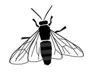 Silhouette image of a wasp