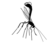 Silhouette image of a wasp